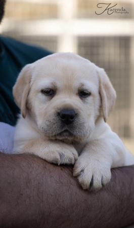 Labrador Retriever for sale by KARENDA