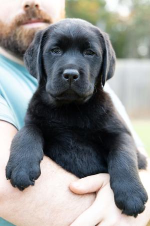 Labrador Retriever for sale by KARENDA