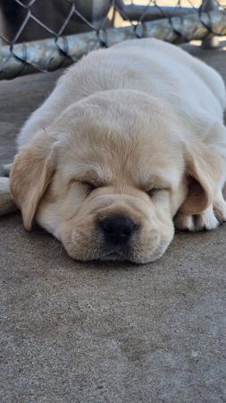 Labrador Retriever for sale by KARENDA