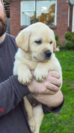 Labrador Retriever puppy for sale by KARENDA