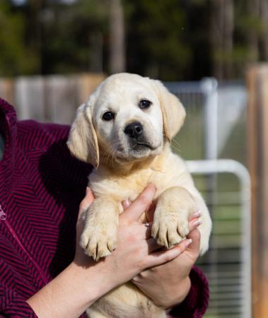 Labrador Retriever puppy for sale by RENAENIELSEN