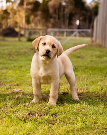 Labrador Retriever puppy for sale by RENAENIELSEN