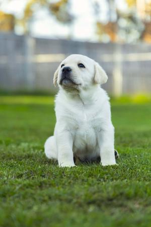 Labrador Retriever puppy for sale by RENAENIELSEN