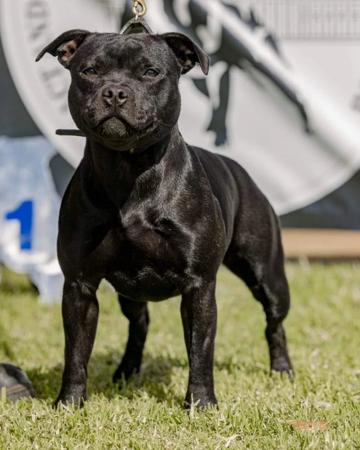 Staffordshire Bull Terrier puppy for sale by KYLIEGATT