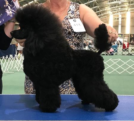 Poodle (Toy) for sale by DICOR