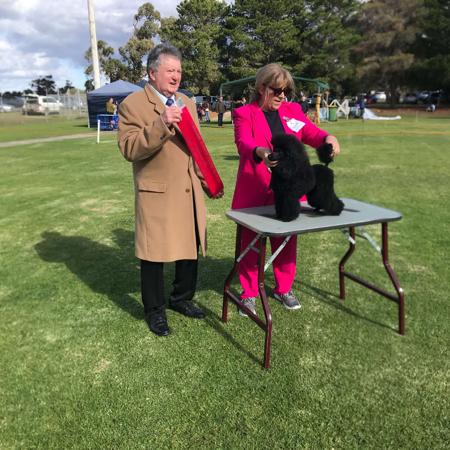 Poodle (Toy) for sale by DICOR