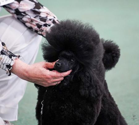 Poodle (Toy) for sale by DICOR