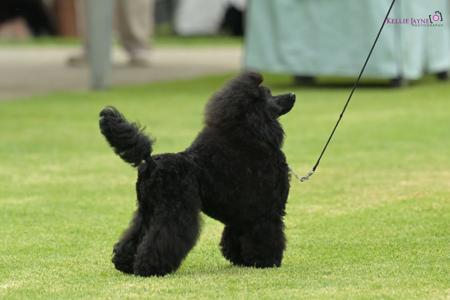 Poodle (Toy) for sale by DICOR