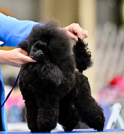 Dicor Diamonds inthe Sky Poodle (Toy)