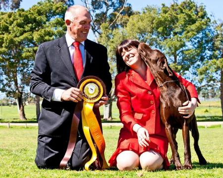 German Shorthaired Pointer for sale by WOODWYCH