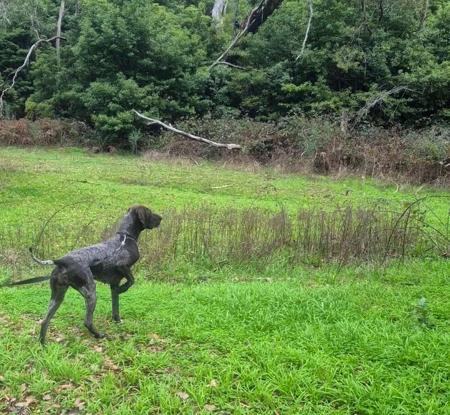 German Shorthaired Pointer for sale by WOODWYCH