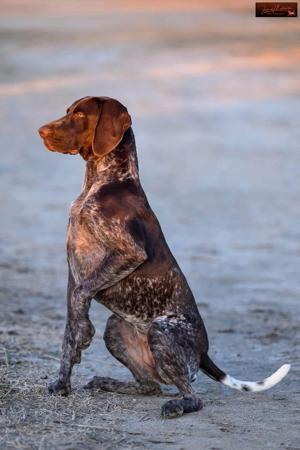 German Shorthaired Pointer for sale by WOODWYCH