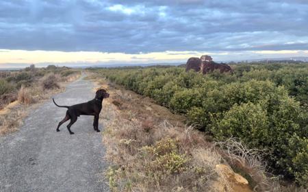 German Shorthaired Pointer for sale by WOODWYCH