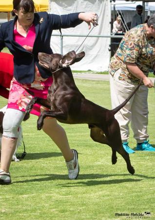 German Shorthaired Pointer for sale by WOODWYCH