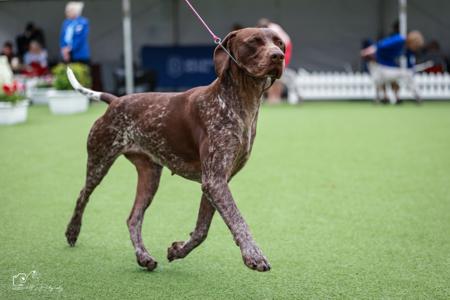 German Shorthaired Pointer for sale by WOODWYCH