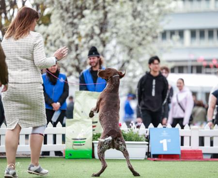 German Shorthaired Pointer for sale by WOODWYCH