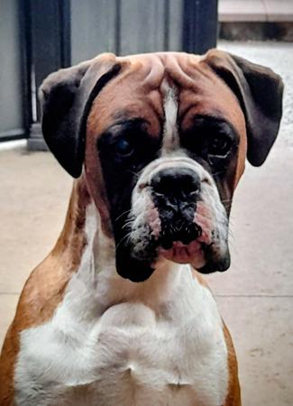 Boxer for sale by KAZTORNIC