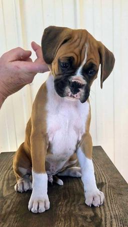 Boxer for sale by KAZTORNIC