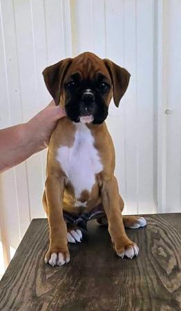 Boxer for sale by KAZTORNIC