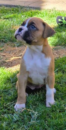 Boxer for sale by KAZTORNIC