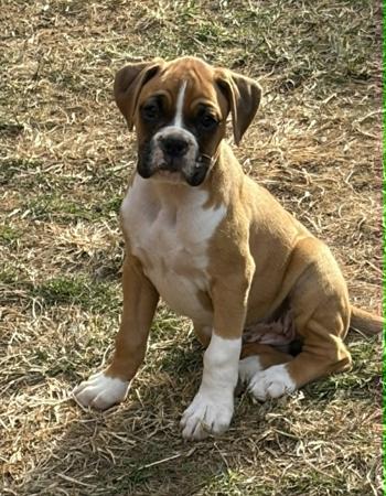 Boxer for sale by KAZTORNIC