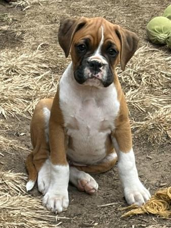 Boxer for sale by KAZTORNIC