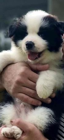 Border Collie for sale by XEROTH