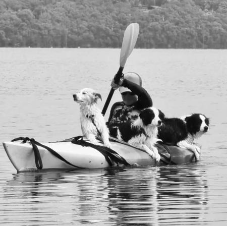 Border Collie for sale by XEROTH