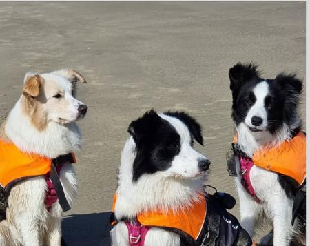 Border Collie for sale by XEROTH