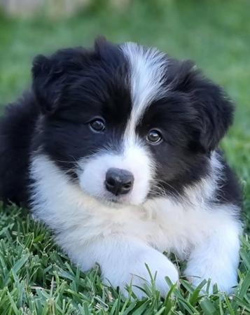 Border Collie for sale by XEROTH