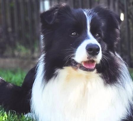 Border Collie for sale by XEROTH