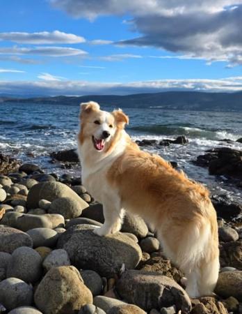 Border Collie for sale by XEROTH