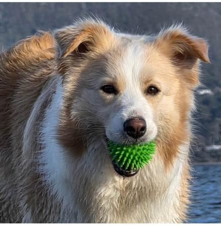 Border Collie for sale by XEROTH