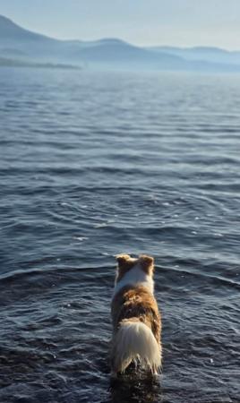 Border Collie for sale by XEROTH