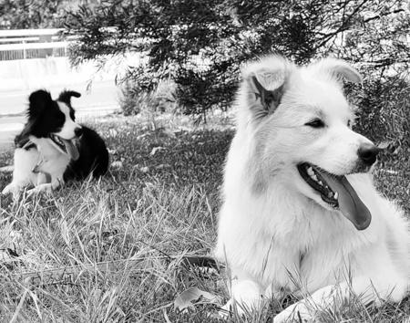 Border Collie for sale by XEROTH