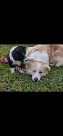 Border Collie puppy for sale by XEROTH