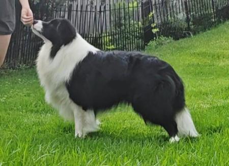 Border Collie for sale by XEROTH