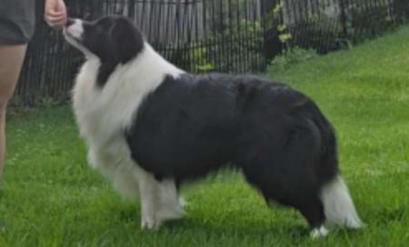 Border Collie puppy for sale by XEROTH