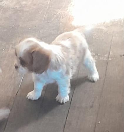 Cavalier King Charles Spaniel puppy for sale by HOLLINGLEN