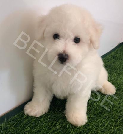 Bichon Frise for sale by BELLFRISE