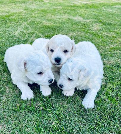 Bichon Frise for sale by BELLFRISE