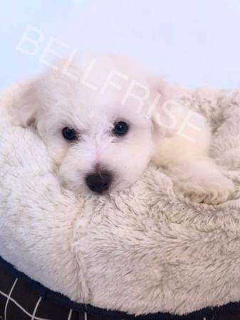 Bichon Frise for sale by BELLFRISE