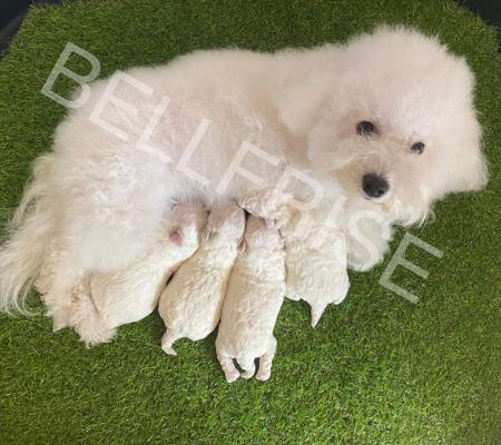 Bichon Frise for sale by BELLFRISE