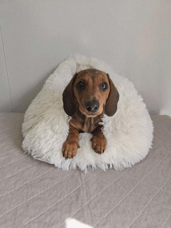 Dachshund (Miniature Smooth Haired) puppy for sale by LITTLENCUTE
