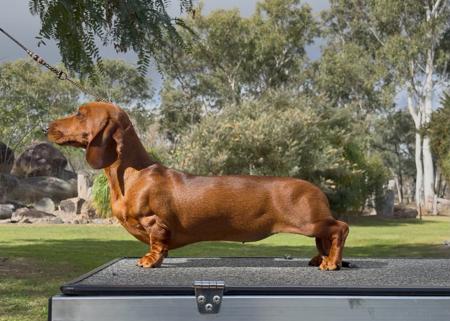Littlencute First Lady of Power Dachshund (Miniature Smooth Haired)