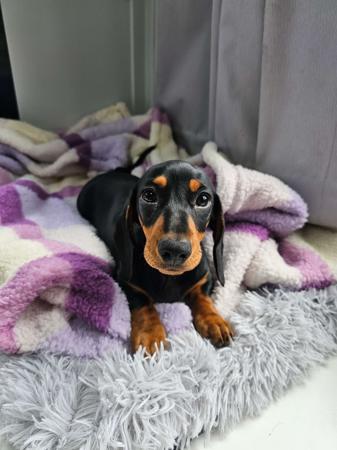 Dachshund (Miniature Smooth Haired) puppy for sale by LITTLENCUTE