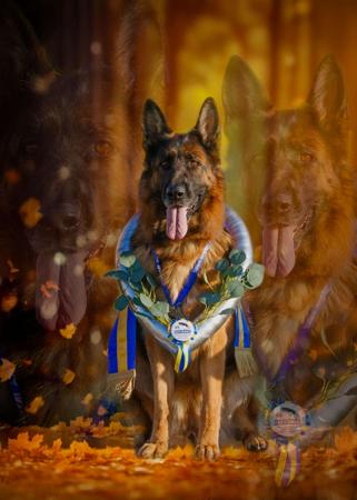 German Shepherd Dog puppy for sale by SADRIA