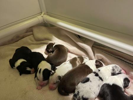 Border Collie for sale by ONMEADOWLANE