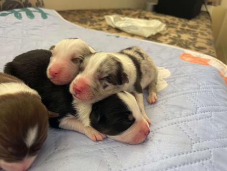 Border Collie for sale by ONMEADOWLANE