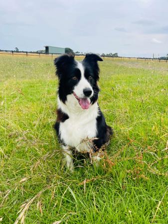 Border Collie for sale by ONMEADOWLANE